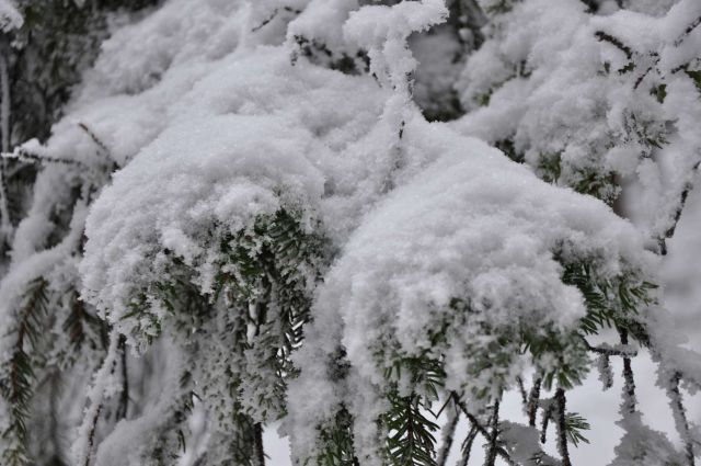 Na snegu 26.12.2011 - foto