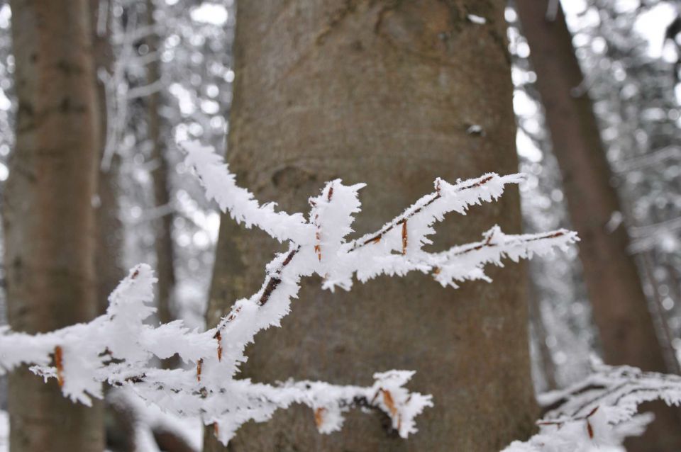 Na snegu 26.12.2011 - foto povečava