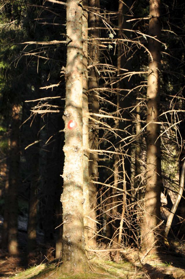 Kranjska reber, sredina januarja 2011 - foto povečava