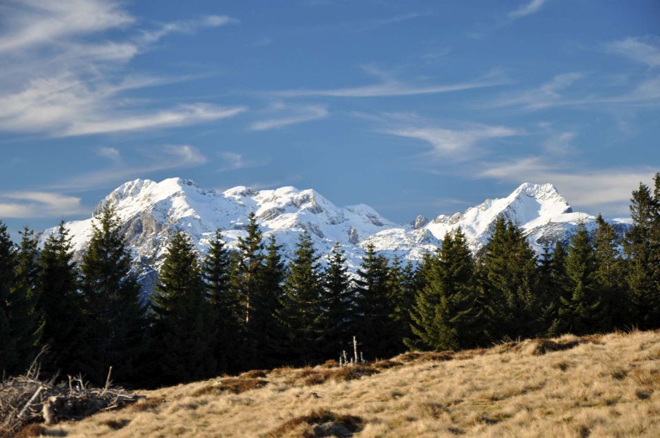 Kranjska reber, sredina januarja 2011 - foto povečava