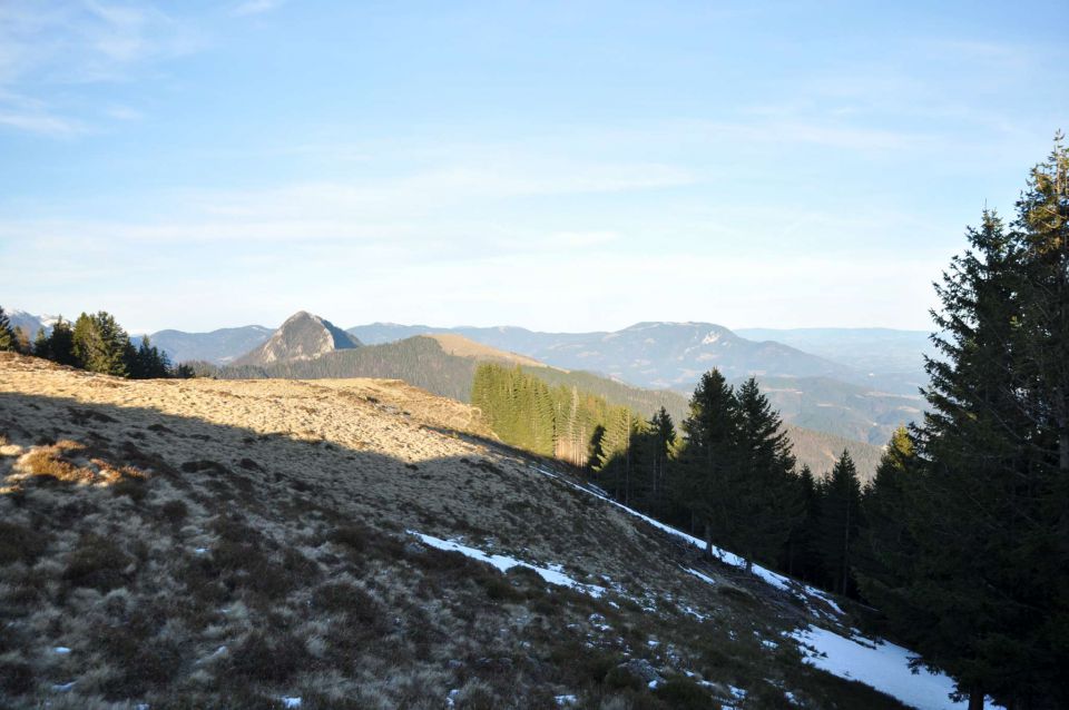 Kranjska reber, sredina januarja 2011 - foto povečava