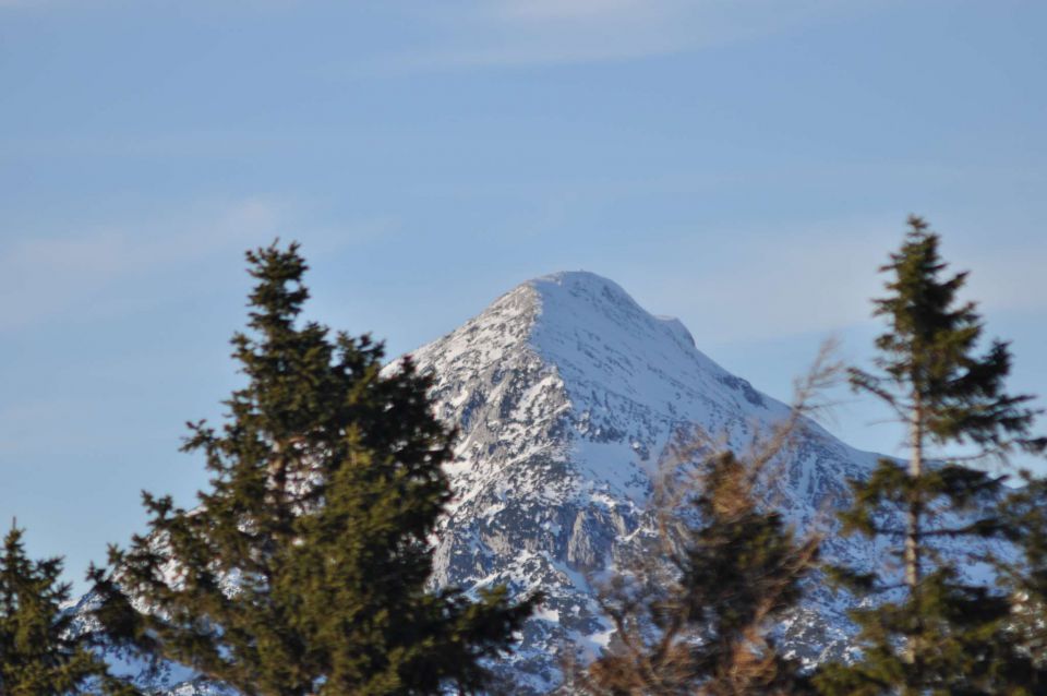 Kranjska reber, sredina januarja 2011 - foto povečava