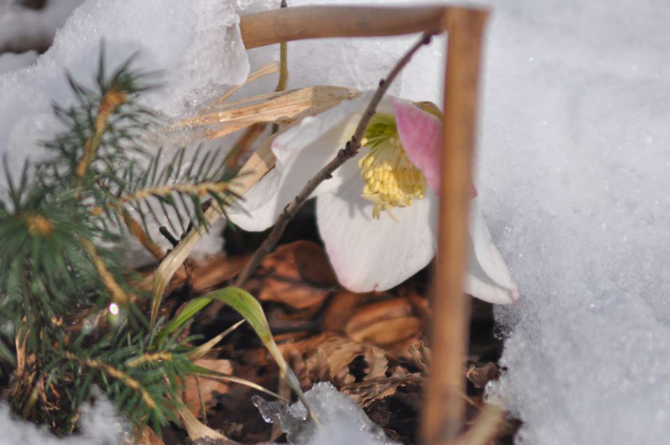 Rože v snegu januar 2011 - foto povečava