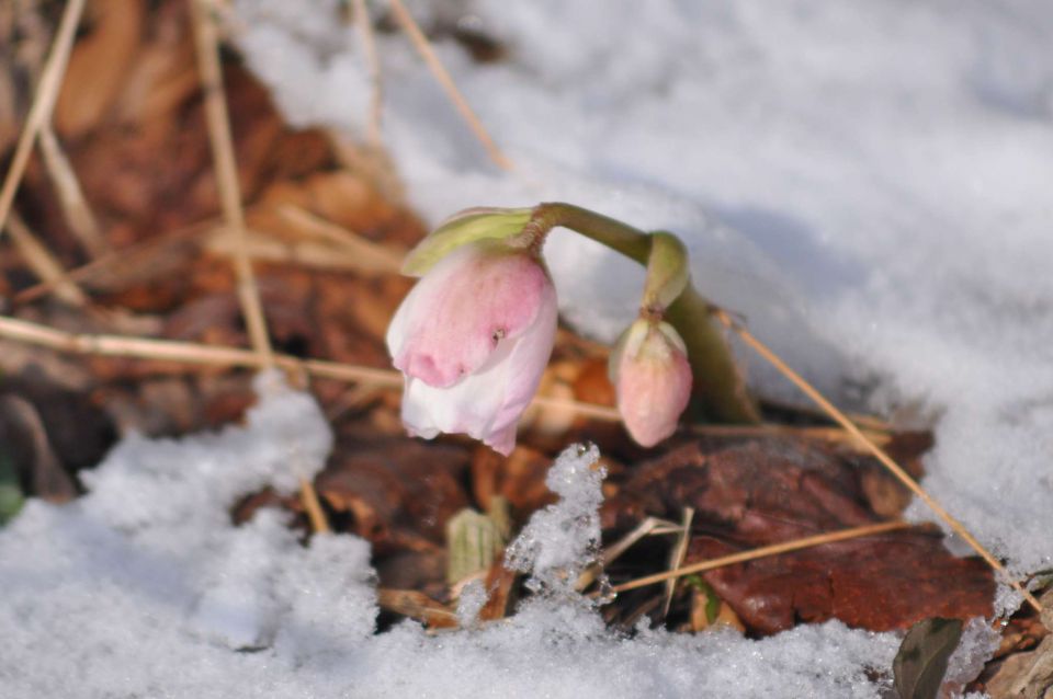 Rože v snegu januar 2011 - foto povečava