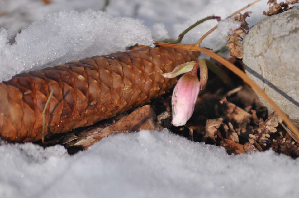 Rože v snegu januar 2011 - foto povečava