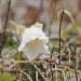 When the snow is on the roses 