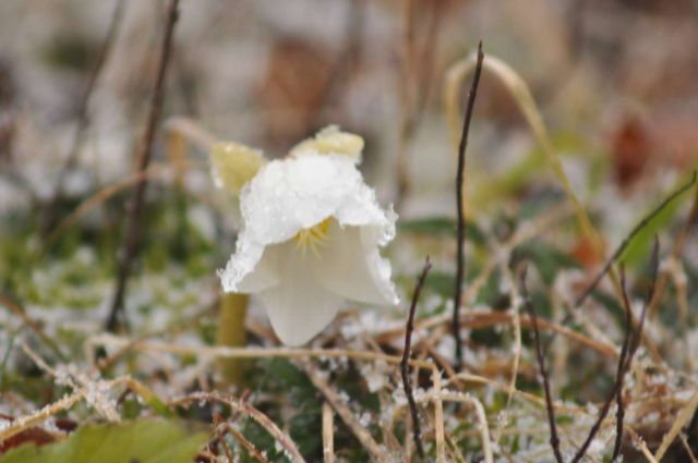 When the snow is on the roses  - foto