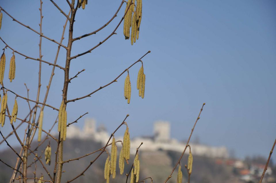 Zvončki marec 2011 - foto povečava