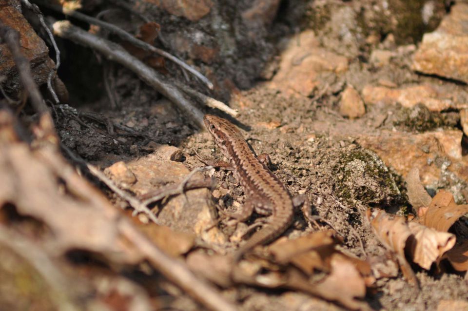 Zvončki marec 2011 - foto povečava