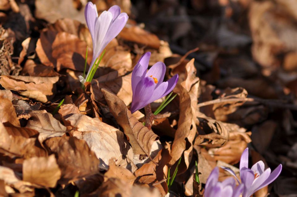 Še zvončki 12.3.2011 - foto povečava