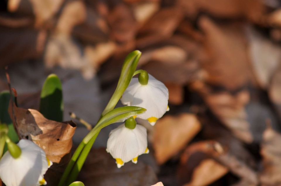 Še zvončki 12.3.2011 - foto povečava