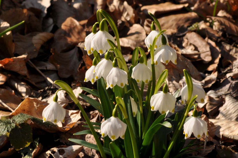 Še zvončki 12.3.2011 - foto povečava