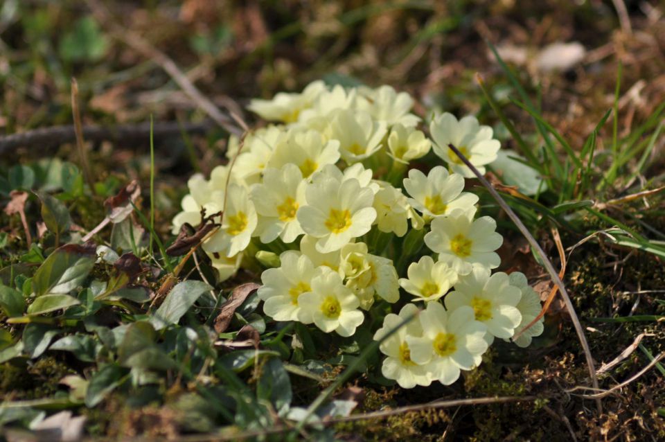 Celje, Pečica 26.3.2011 - foto povečava