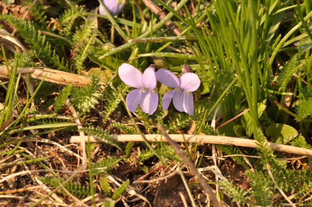 Celje, Pečica 26.3.2011 - foto