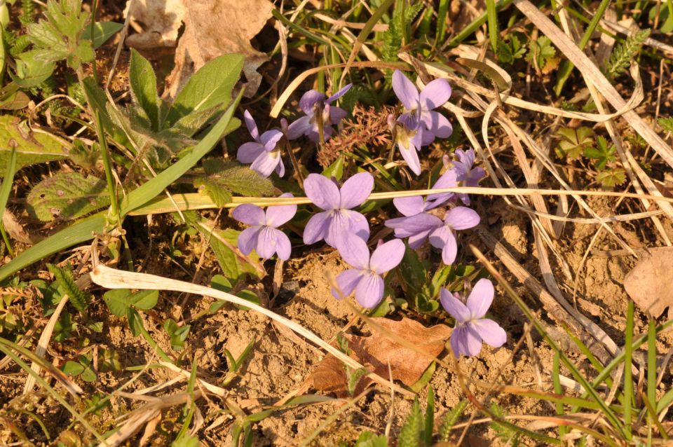 Celje, Pečica 26.3.2011 - foto povečava