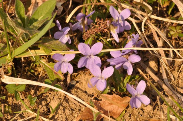 Celje, Pečica 26.3.2011 - foto