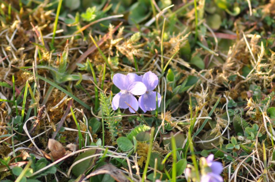 Celje, Pečica 26.3.2011 - foto povečava