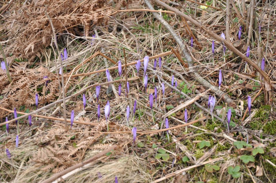 Savinjska 27.3.2011 - foto povečava