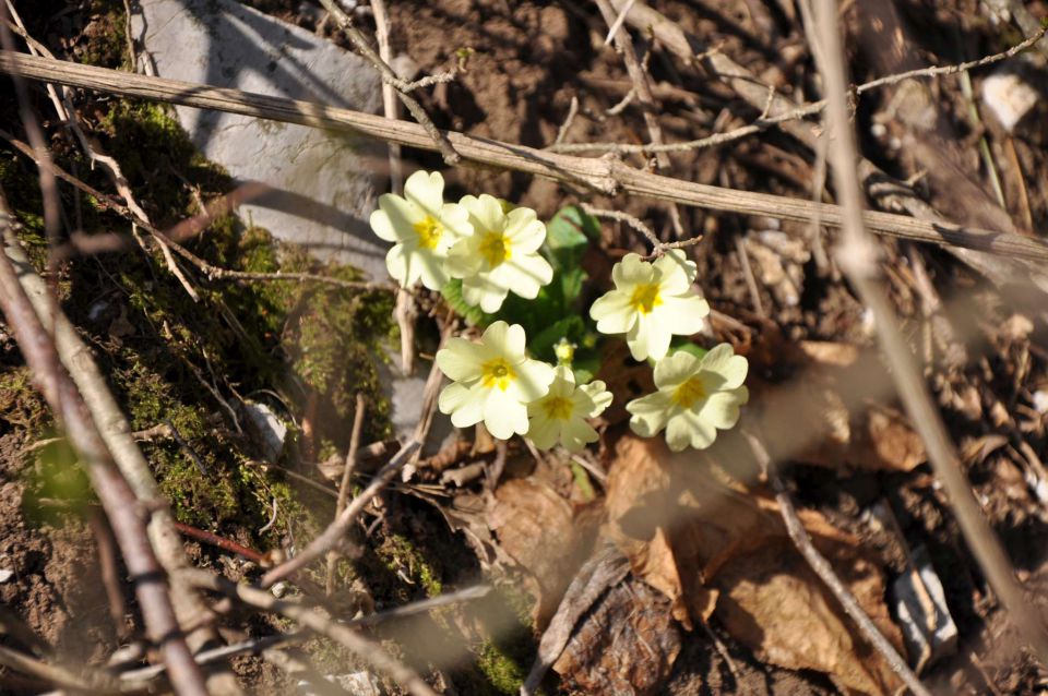 Nanos 2.4.2011 - foto povečava