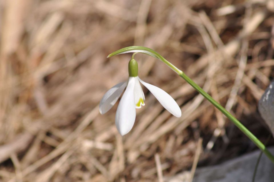 Nanos 2.4.2011 - foto povečava