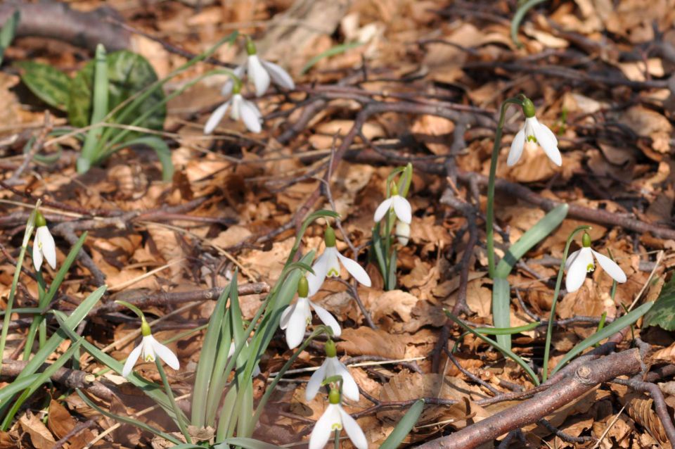 Nanos part 2 - 2.4.2011 - foto povečava