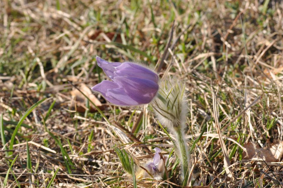 Pečica, Boč 3.4.2011 - foto povečava