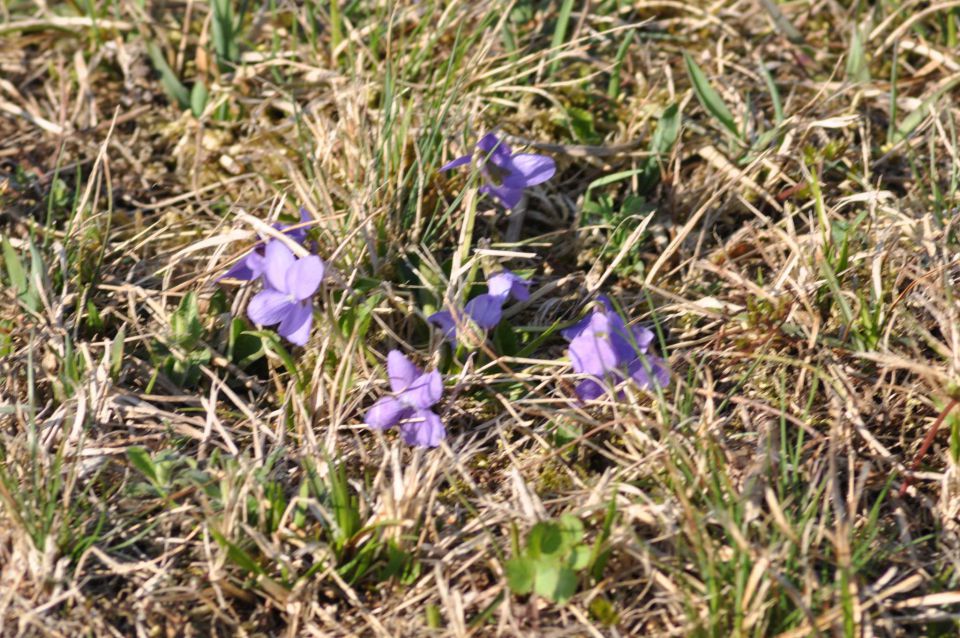 Pečica, Boč 3.4.2011 - foto povečava