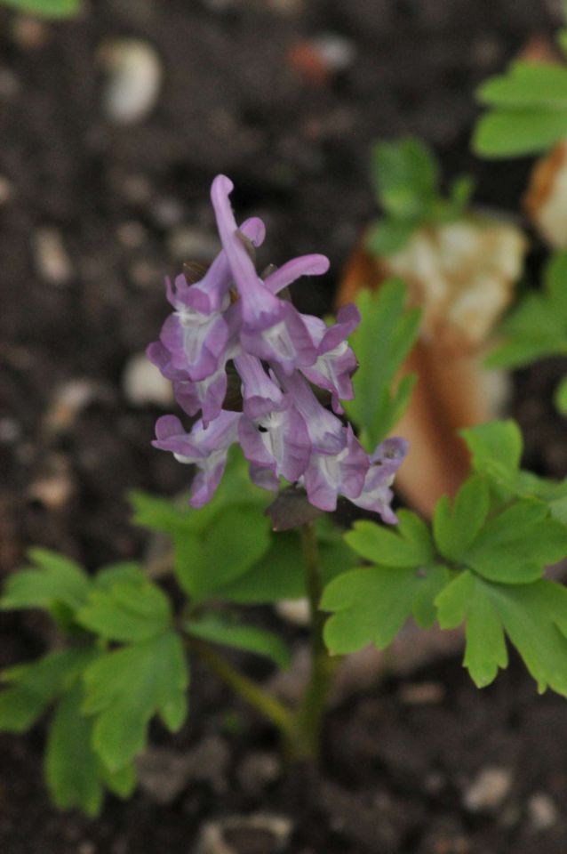 Celje 5.4.2011 - foto povečava