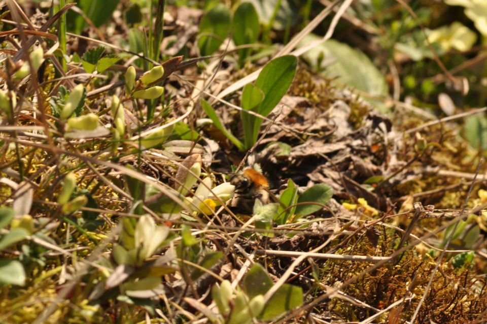  Kamniška bistrica 10.4.2011 - foto povečava