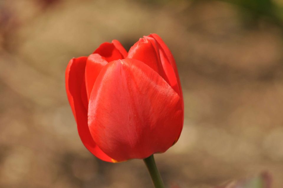 Pečica, cvetna nedelja 17.4.2011 - foto povečava