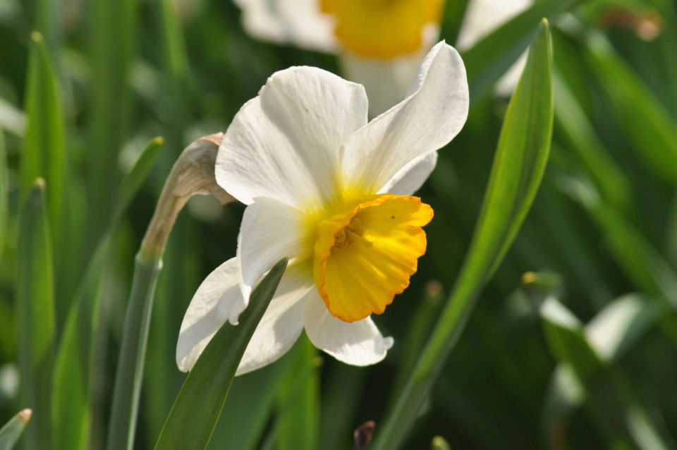 Pečica, cvetna nedelja 17.4.2011 - foto povečava