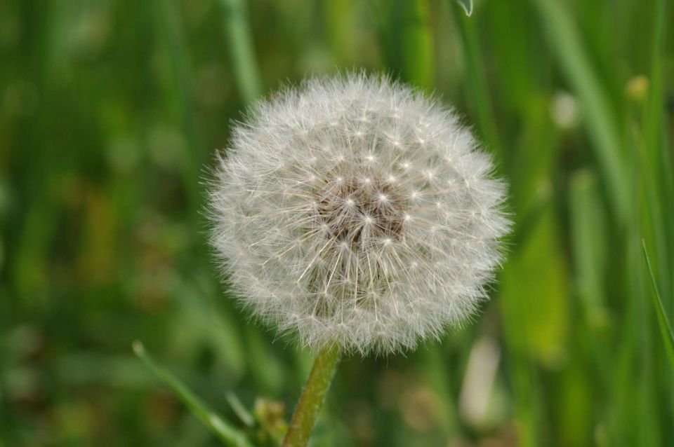 Pečica, cvetna nedelja 17.4.2011 - foto povečava