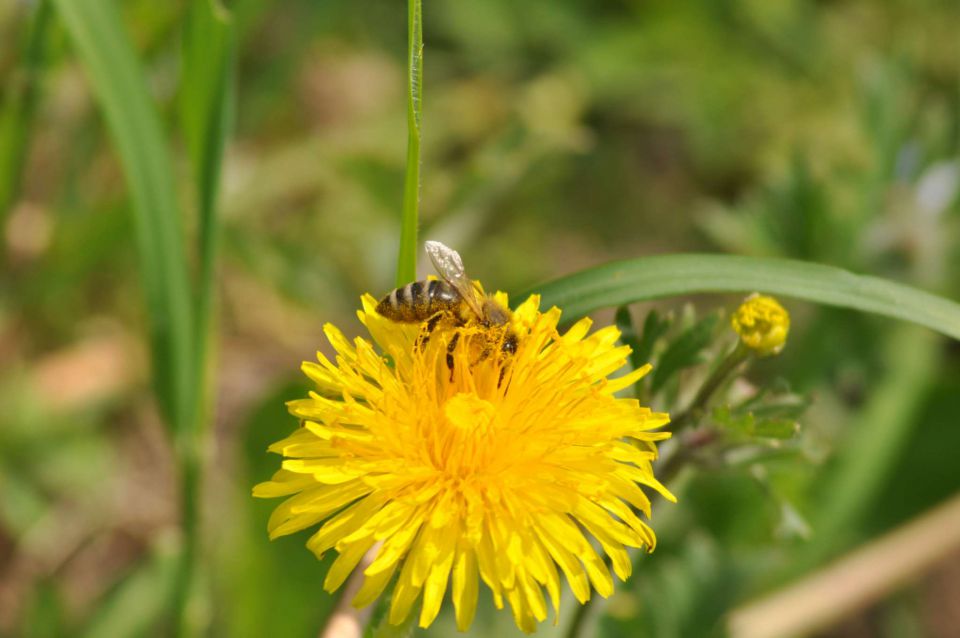 Pečica, cvetna nedelja 17.4.2011 - foto povečava