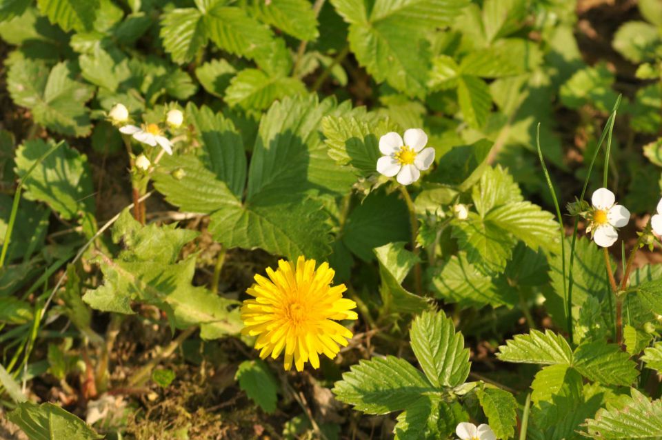 Pečica, cvetna nedelja 17.4.2011 - foto povečava