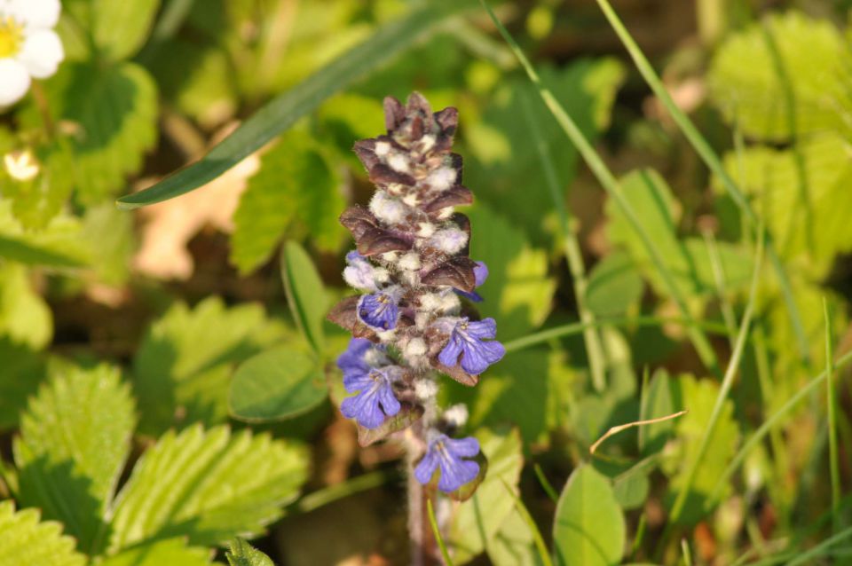 Pečica, cvetna nedelja 17.4.2011 - foto povečava