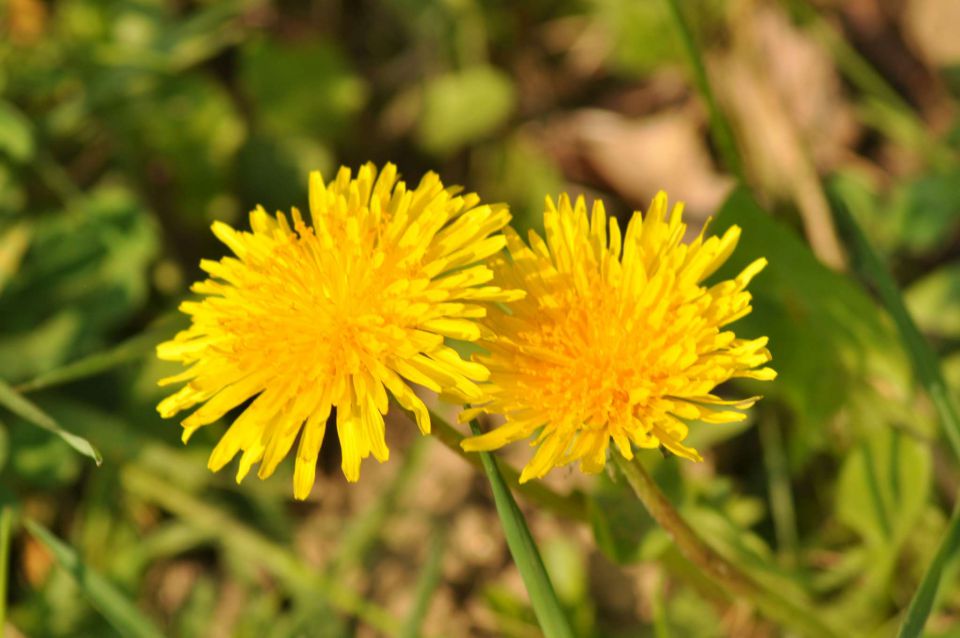 Pečica, cvetna nedelja 17.4.2011 - foto povečava