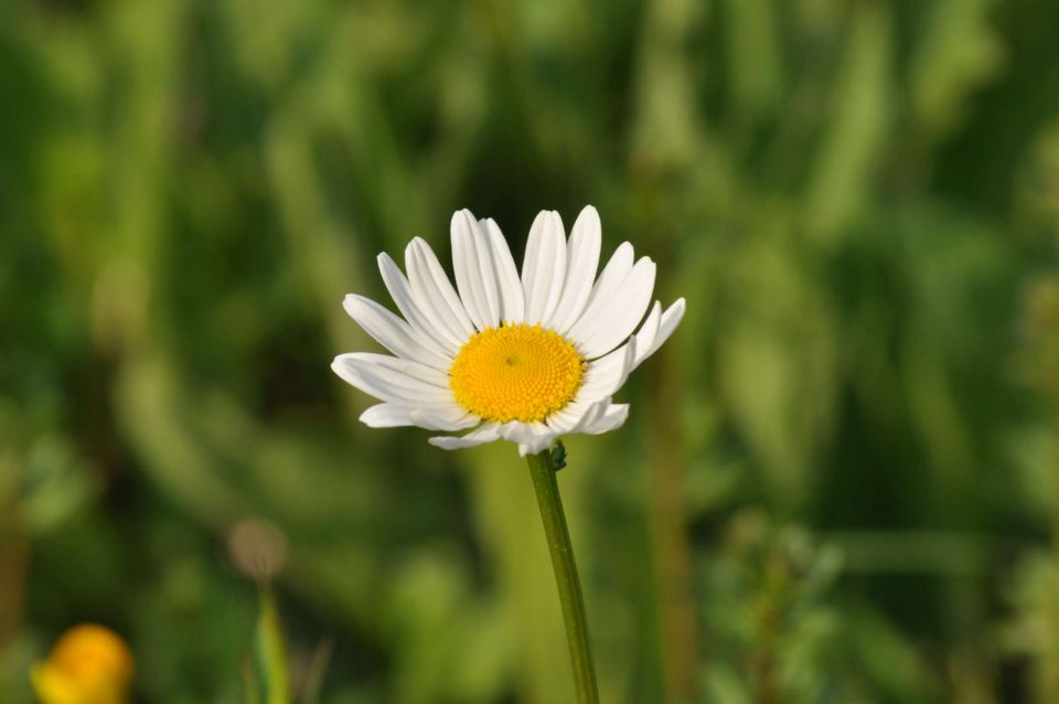 Pečica, cvetna nedelja 17.4.2011 - foto povečava