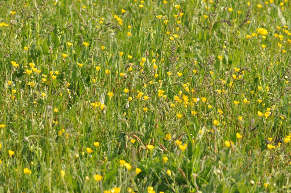 Pečica, cvetna nedelja 17.4.2011 - foto povečava