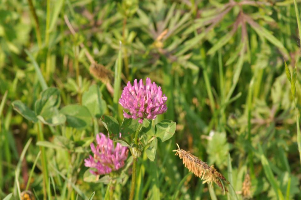 Pečica, cvetna nedelja 17.4.2011 - foto povečava