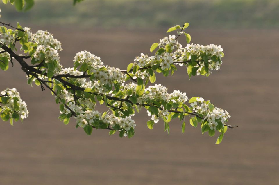 Pečica, cvetna nedelja 17.4.2011 - foto povečava