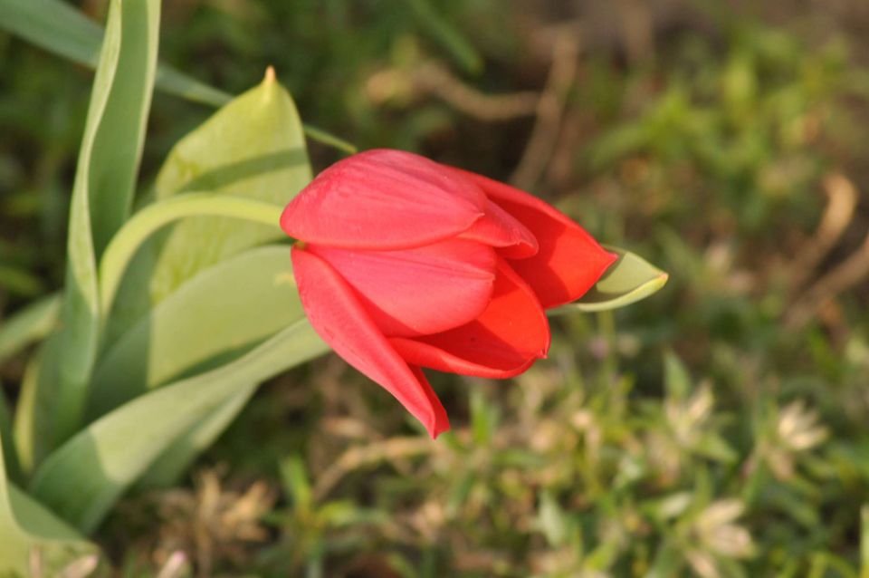 Pečica, cvetna nedelja 17.4.2011 - foto povečava