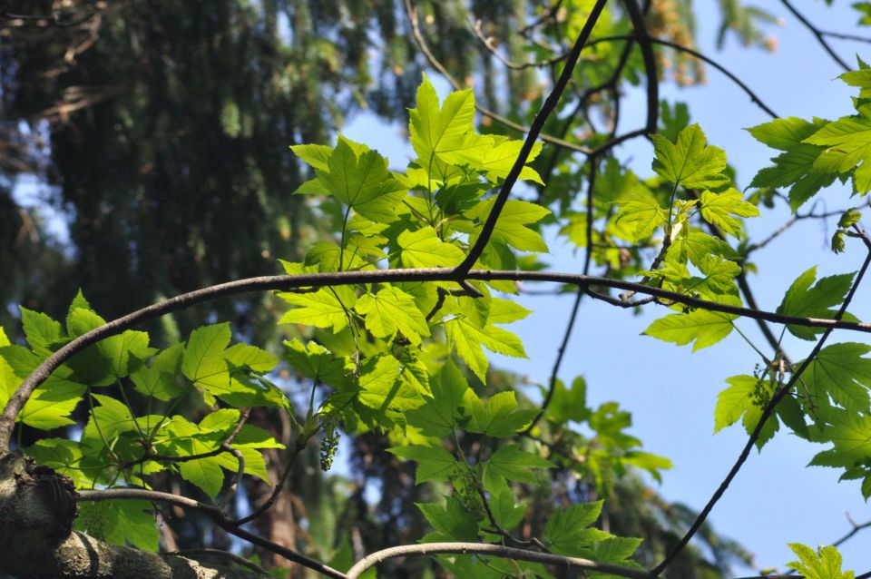 Savinjska, velika noč - foto povečava