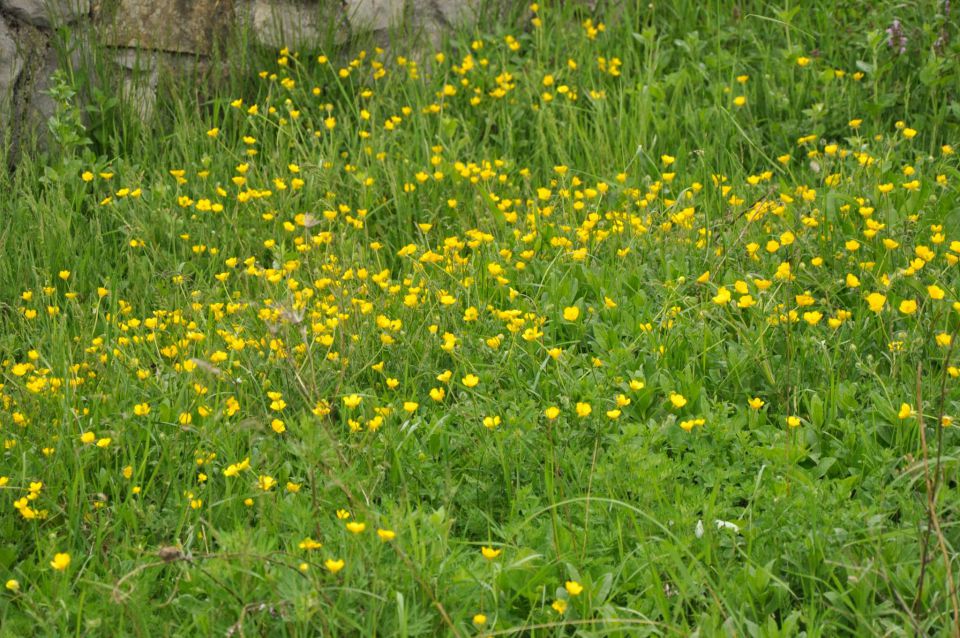 Slavnik, Izola 29.4.2011 - foto povečava