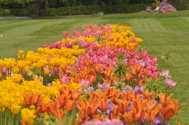Arboretum rože - 30.4.2011 - foto