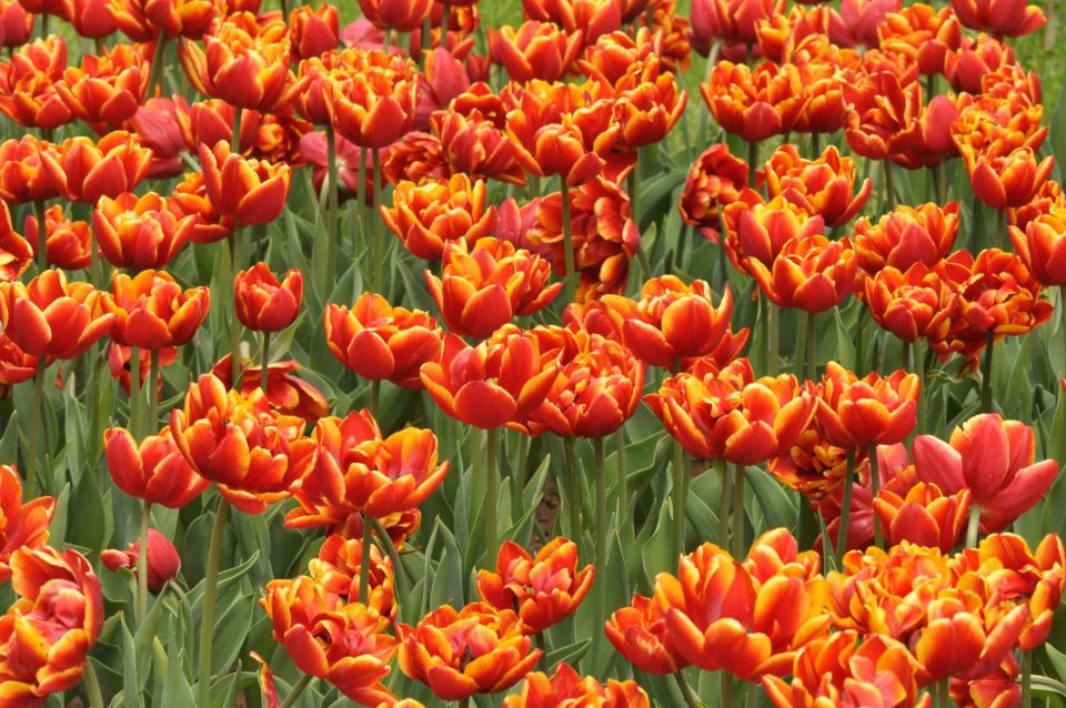 Arboretum rože - 30.4.2011 - foto povečava