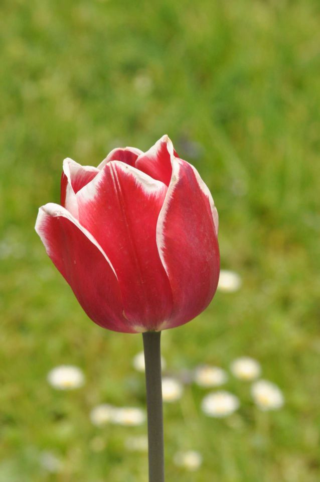 Arboretum rože - 30.4.2011 - foto povečava