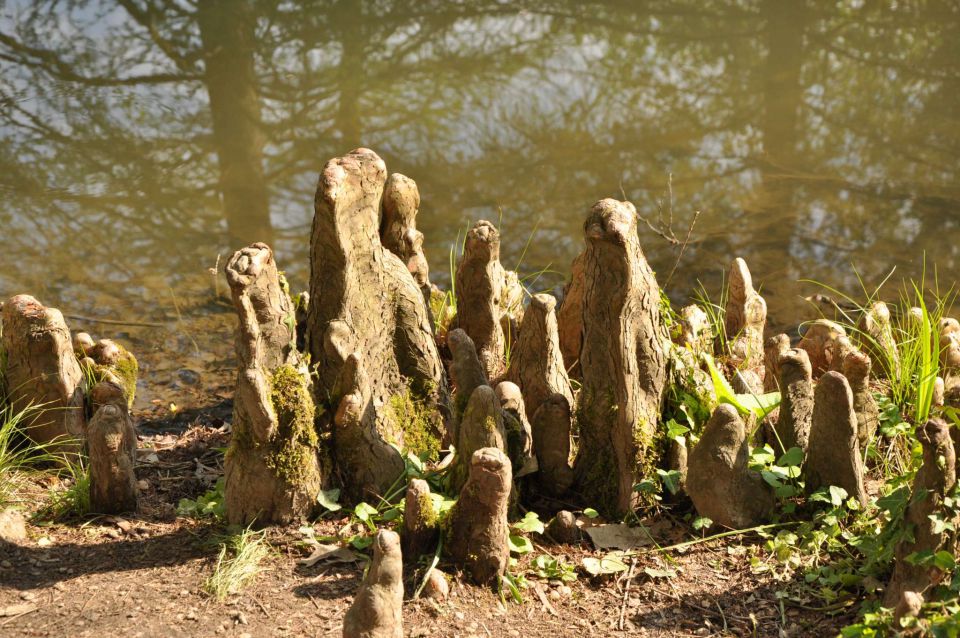 Arboretum rože - 30.4.2011 - foto povečava