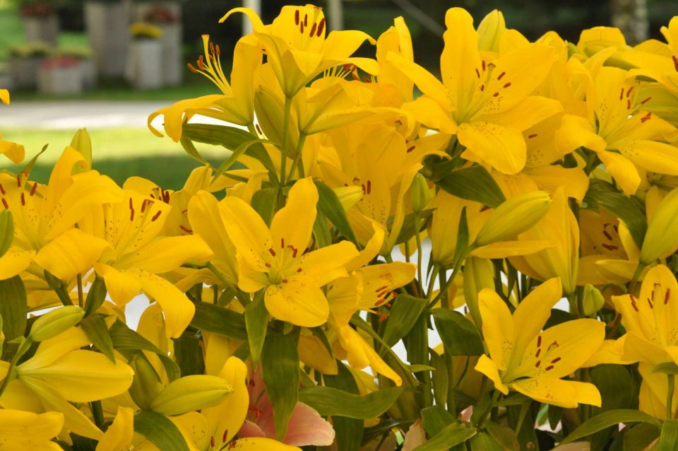 Arboretum rože - 30.4.2011 - foto povečava