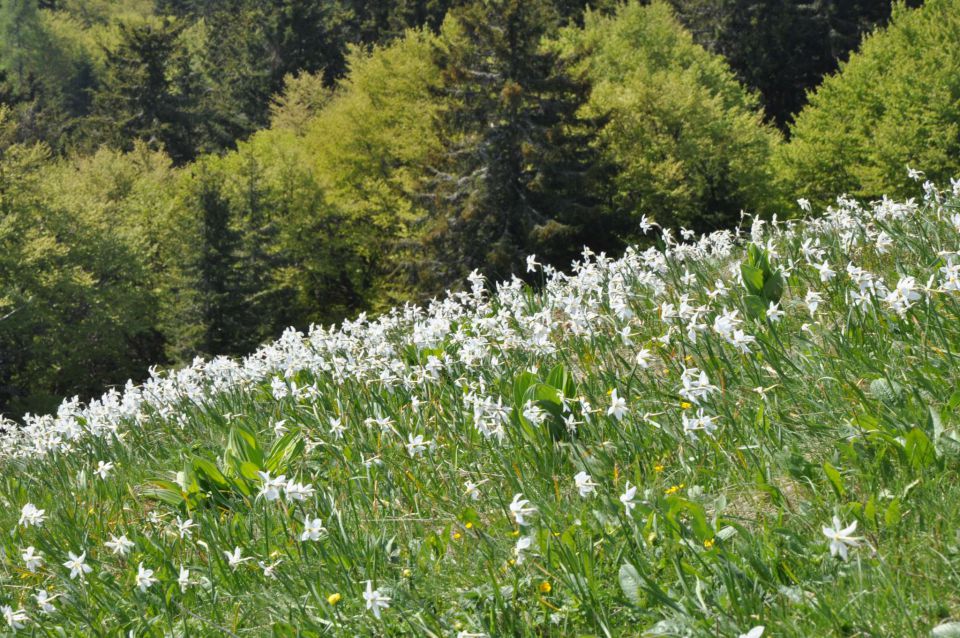 Golica, Bled 21.5.2011 part 1 - foto povečava