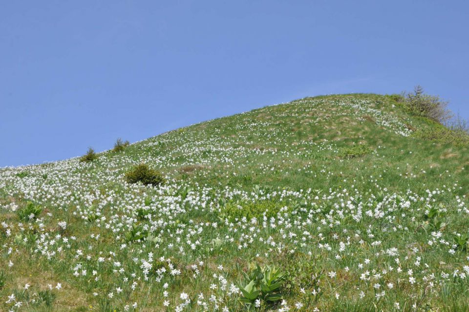 Golica, Bled 21.5.2011 part 1 - foto povečava